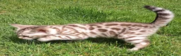Bengal cats for stud: Unique Black Smoke Bengal stud boy - Advert 16