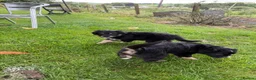 Mixed Breed dogs for sale: Border Collie x Golden Retriever pups for sale  in Glasgow - Advert 23
