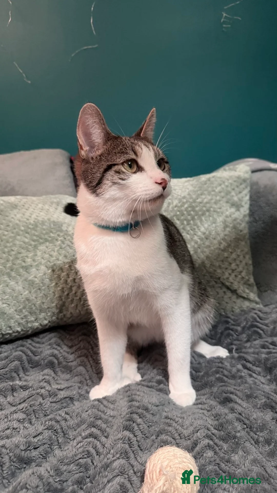 Scottish Fold cats for sale: Scottish fold x domestic kittens  - Advert 10