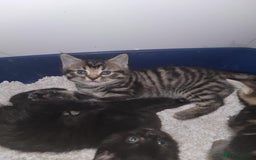 Mixed Breed cats for sale: Beautiful kittens for sale - Advert 21
