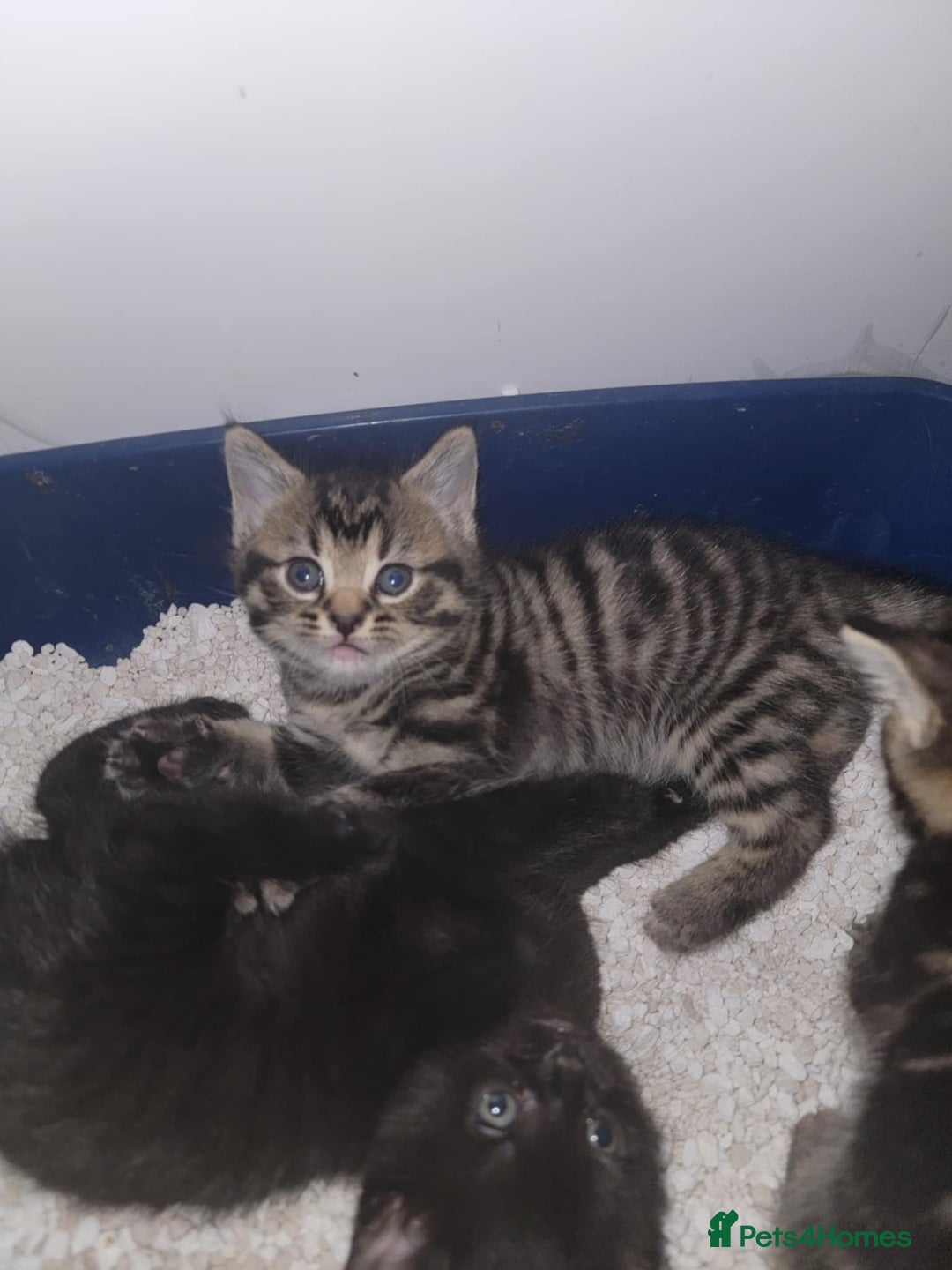 Mixed Breed cats for sale: Beautiful kittens for sale - Advert 21