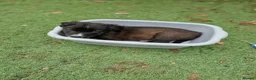 Mixed Breed dogs for sale: Puppies - Advert 7