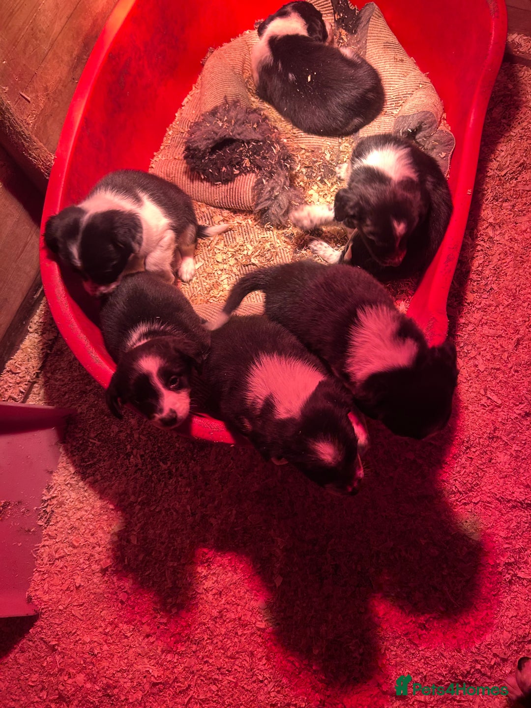 Mixed Breed dogs for sale: Puppies   - Advert 1