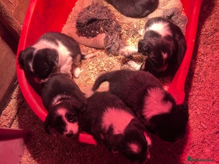 Mixed Breed dogs Puppies - Advert 3