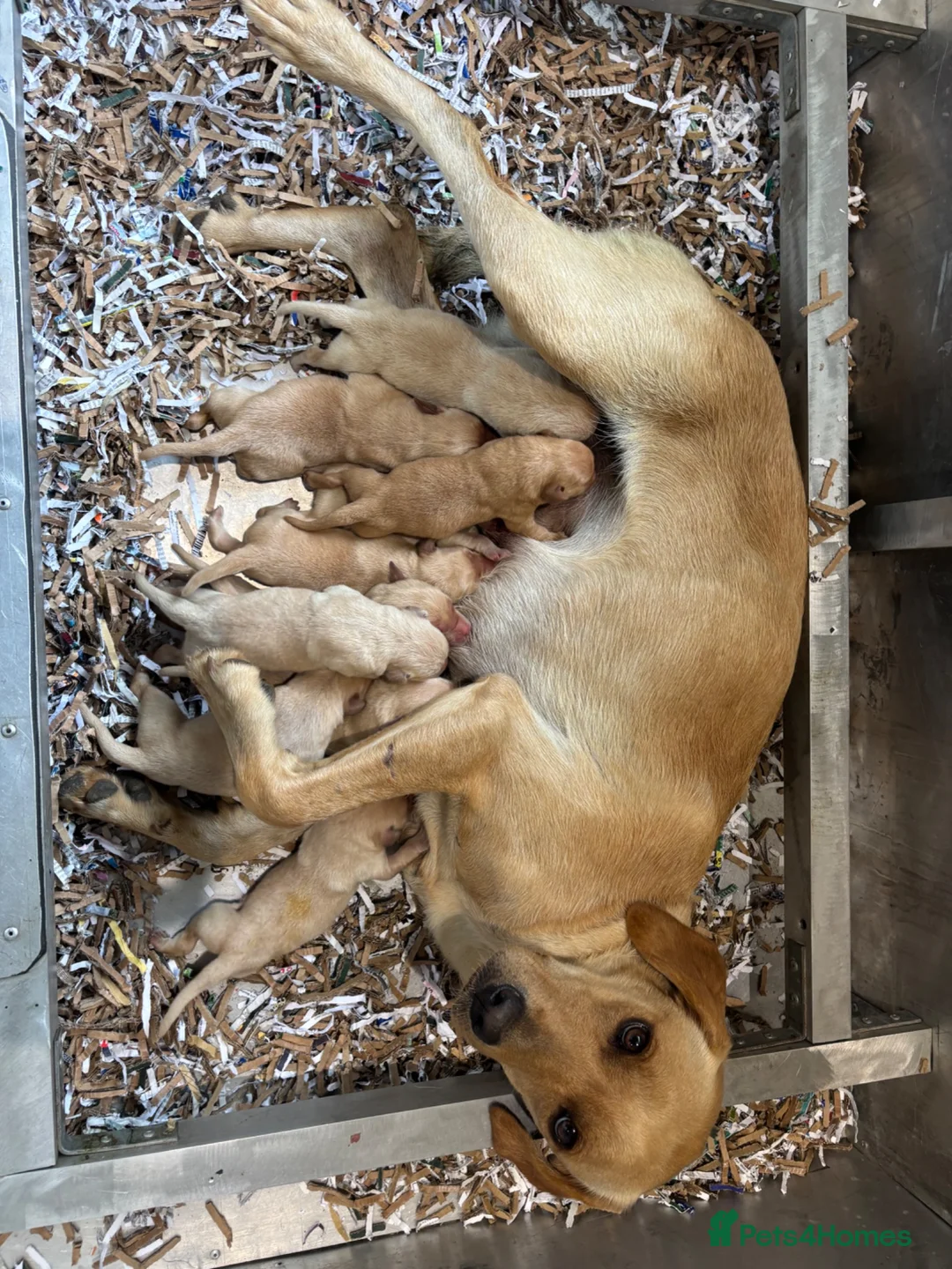 Labrador Retriever dogs for sale: Wow! KC Reg Puppies from Health Tested Parents - Advert 1