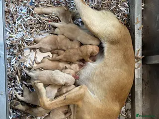 Labrador Retriever dogs Wow! KC Reg Puppies from Health Tested Parents - Advert 1