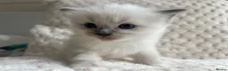 Ragdoll cats for sale: Ragdoll kittens ready September  - Advert 20