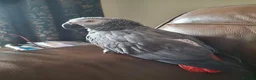 Parrots birds for sale: Congo African grey wanted - Advert 1