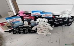 Pomeranian dogs for sale: Adorable White Teddy-Bear Pom Puppies! - Image 35