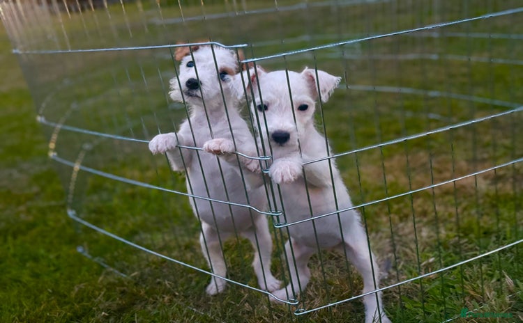 Parson Russell dogs - Advert 1