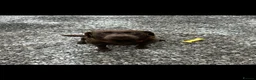 Labrador Retriever dogs for sale: Chocolate Labrador Girl  - Advert 1