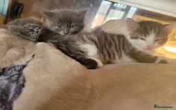 British Longhair cats for sale: Two kittens brother and sister  - Image 8