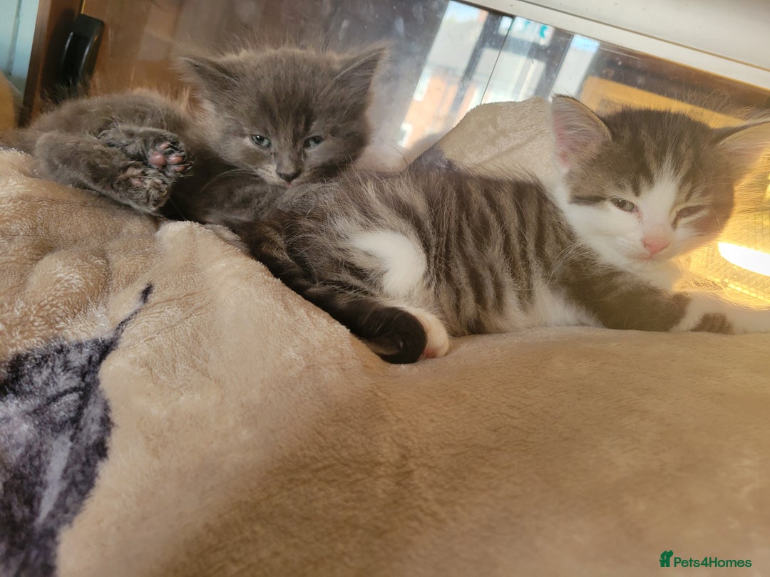 British Longhair cats for sale: Two kittens brother and sister  - Image 8