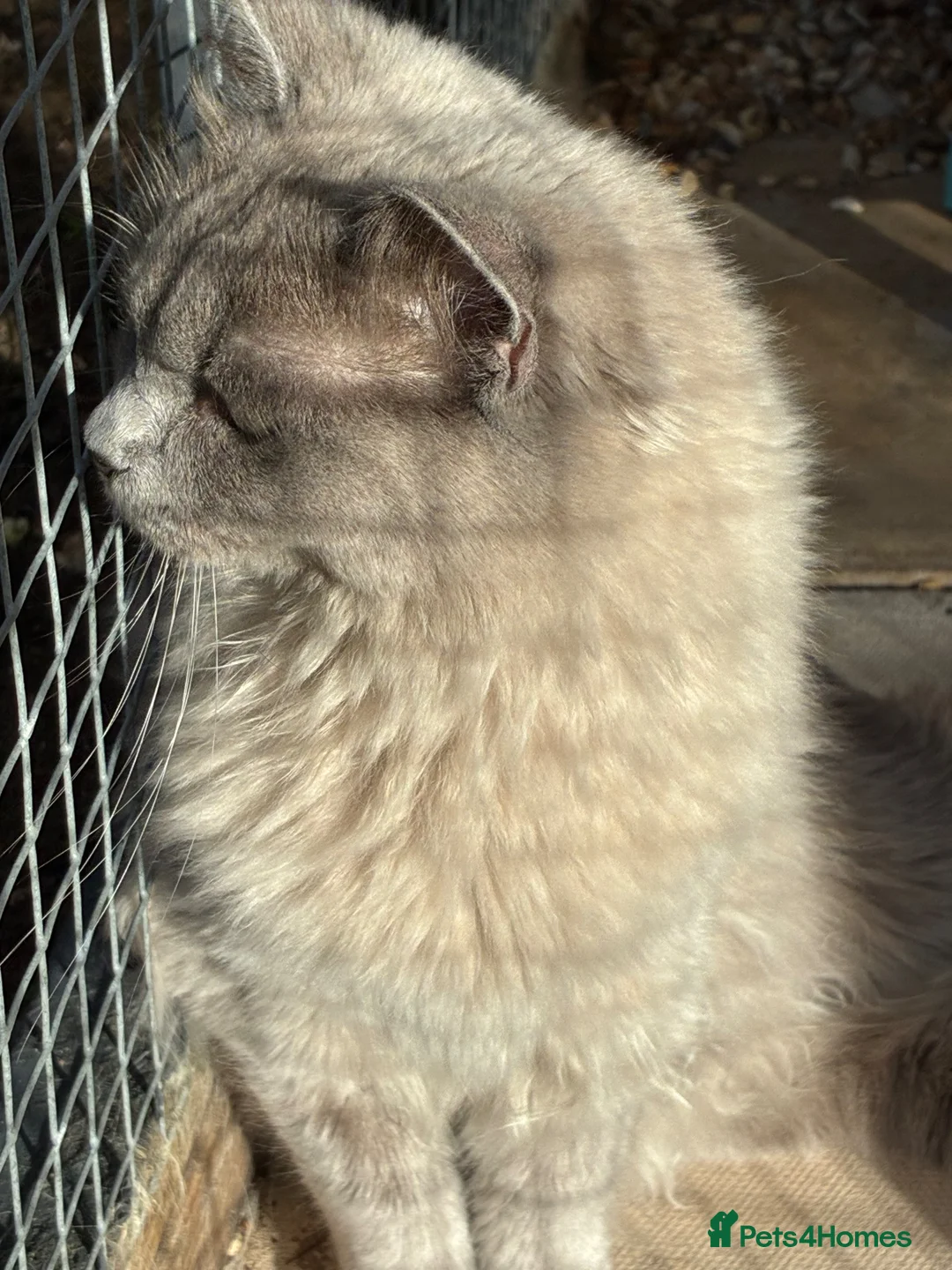 Ragdoll cats for sale: Blue sepia pedigree registered female - Advert 3