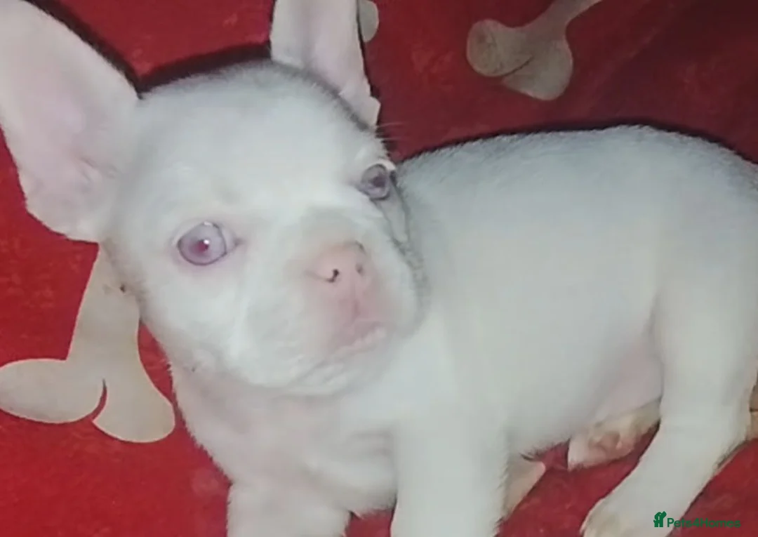 French Bulldog dogs for sale: French bulldog pups 3 females and 2 males - Advert 1