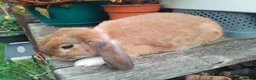 Mini Lop rabbits for sale: Pretty (Mostly) Female Minilop and Dwarf Lop - Advert 11