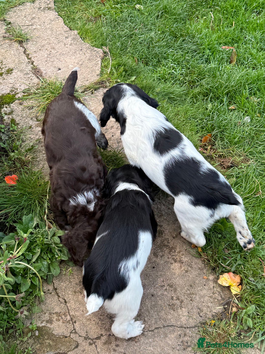 Sprocker dogs for sale: 2 sprockers available  - Advert 19