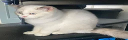 Mixed Breed cats for sale: Two adorable kittens for sale  - Advert 4