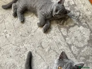British Shorthair cats GCCF Blue British short hair kittens for sale - Advert 1
