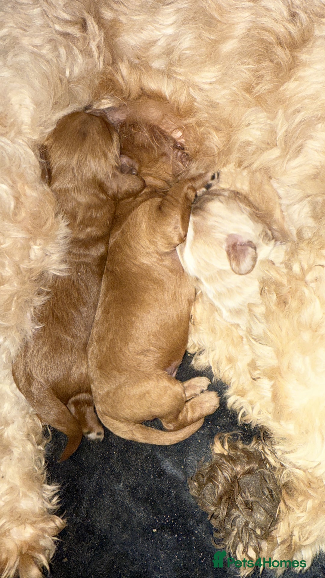 Cavapoo dogs for sale: Cavapoo puppies!!  - Image 1