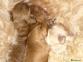 Cavapoo dogs - Advert 2