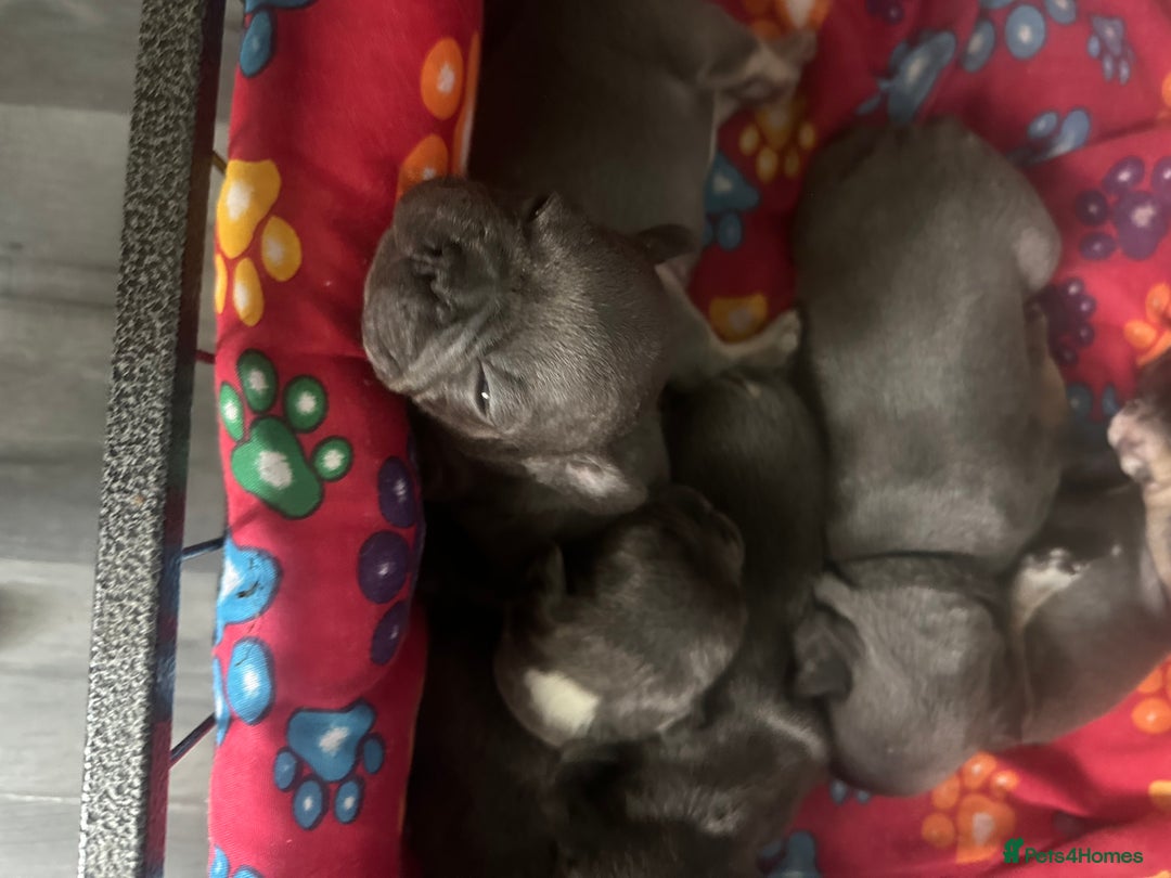 French Bulldog dogs for sale: french bulldog puppies  - Image 3