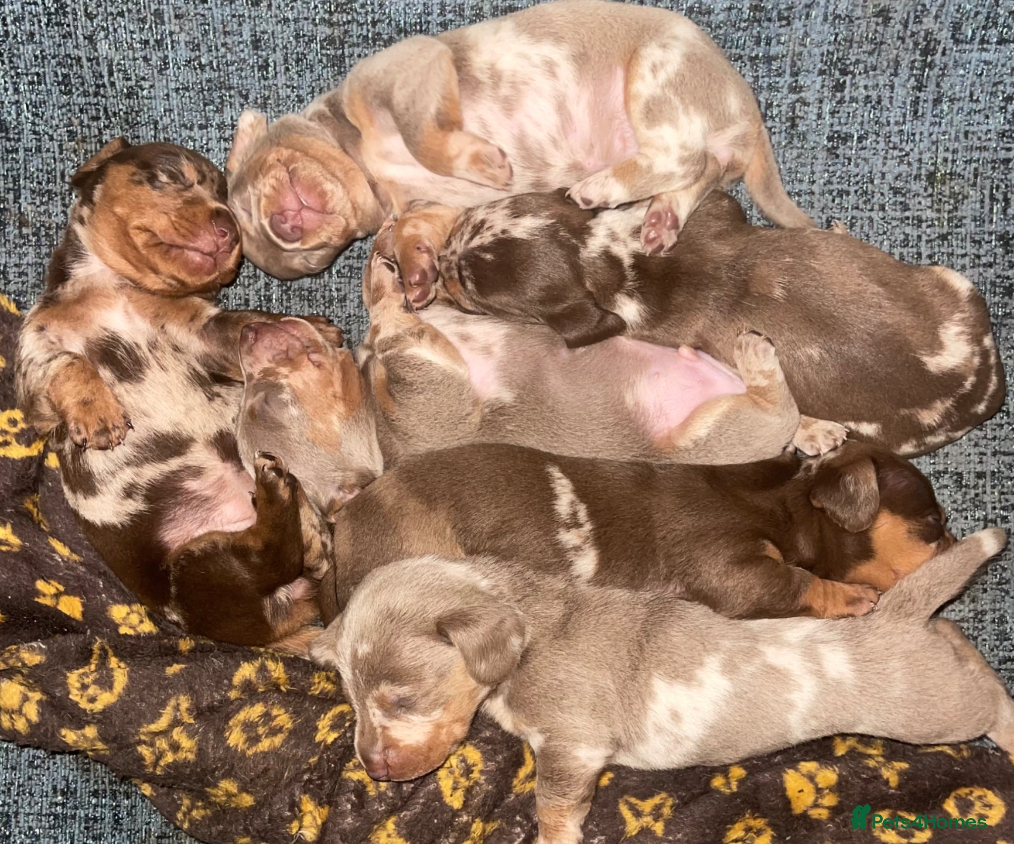 Miniature Dachshund dogs Miniature Dachshund Pups - Advert 17