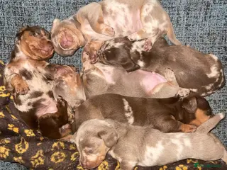 Miniature Dachshund dogs Miniature Dachshund Pups - Advert 17