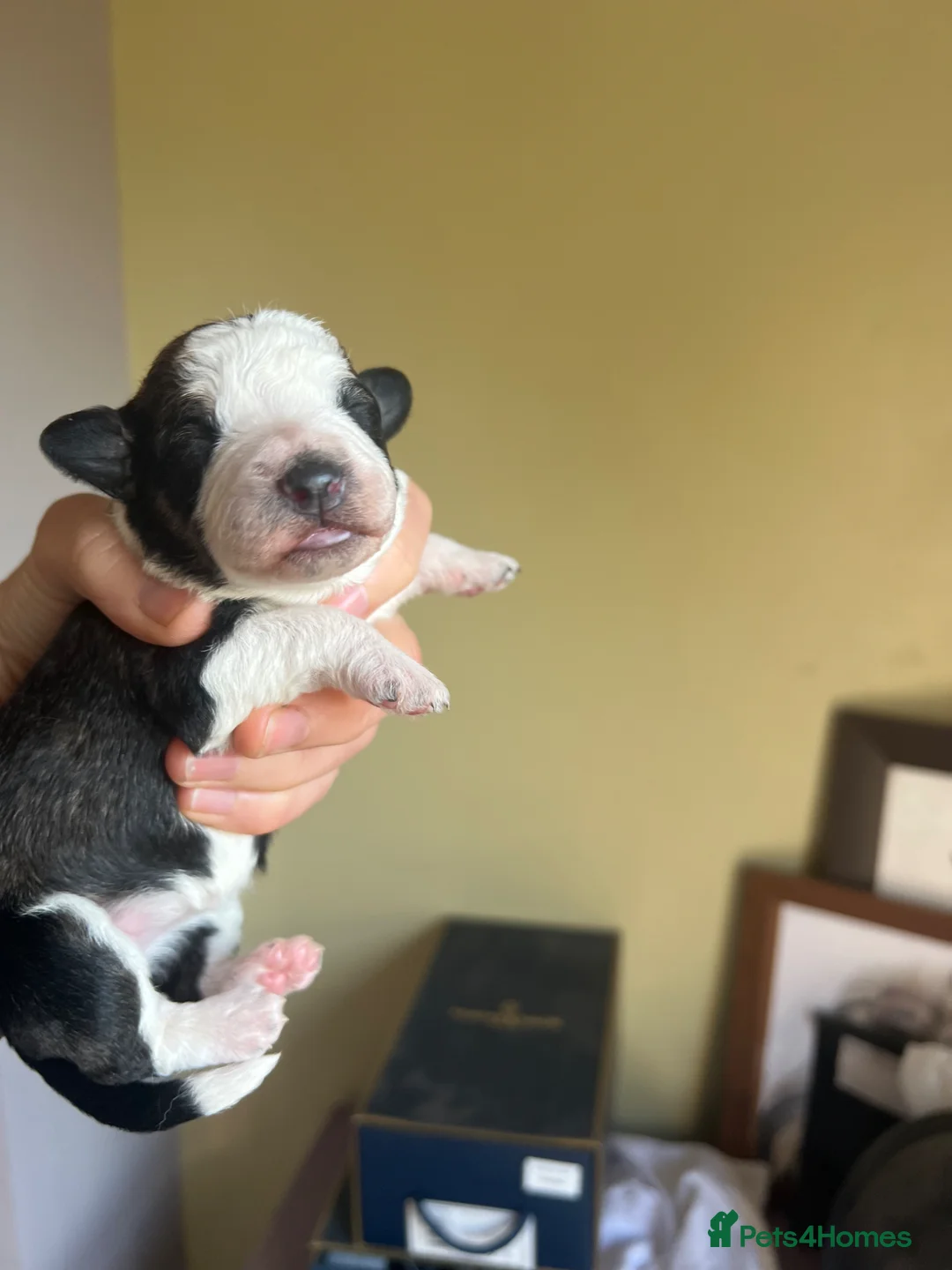 Bordoodle dogs for sale: F1 Bordoodle - extensive genetic testing clear - Advert 2