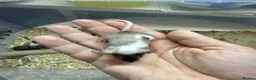 Mouse rodents for sale: Female Mice Looking for New Homes in Telford - Advert 3