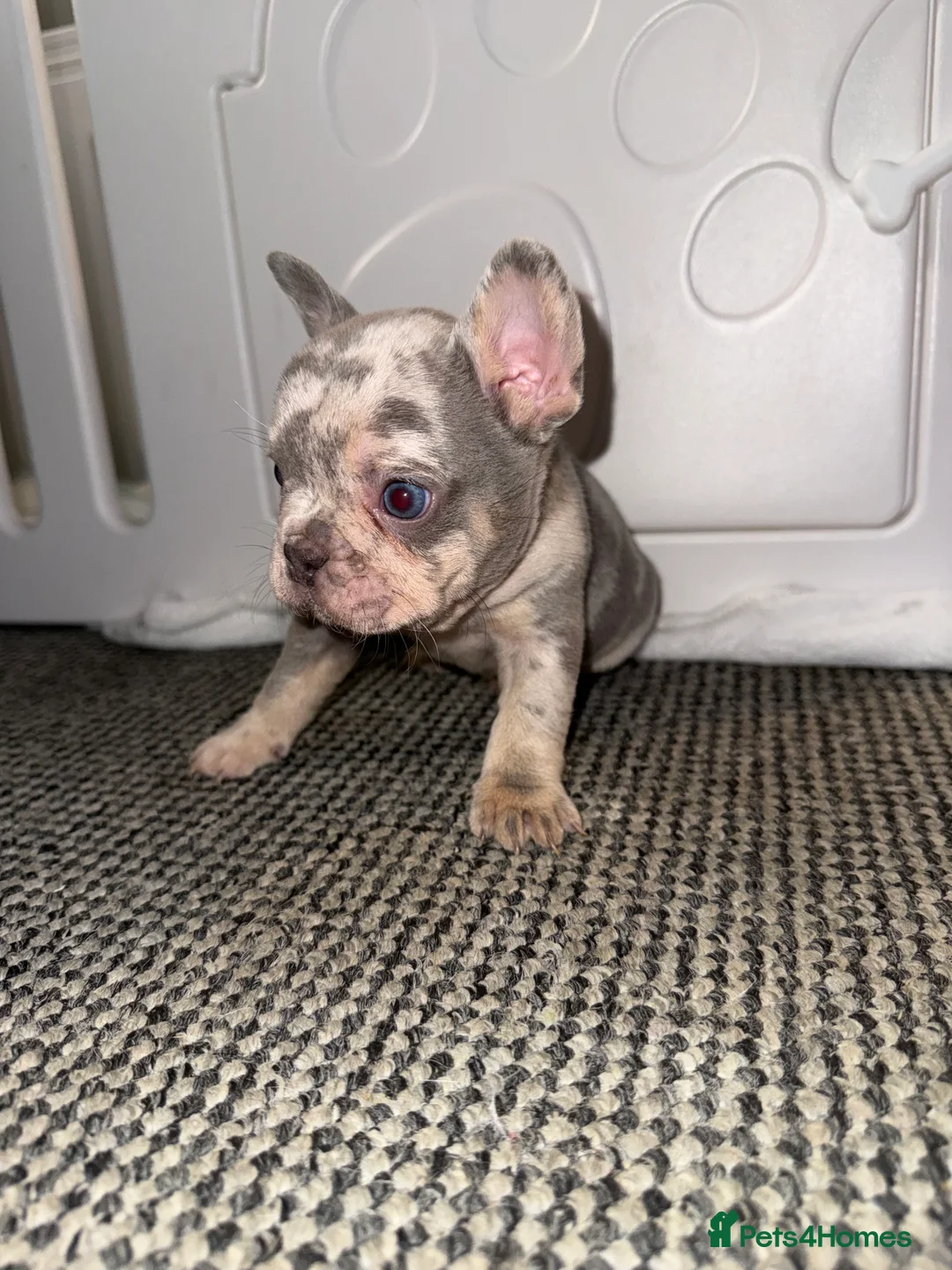 French Bulldog dogs for sale: ✨French Bulldog Puppies for sale✨ - Advert 5