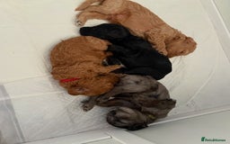 Cockapoo dogs for sale: F1bb mini cockapoo puppies  - Image 13