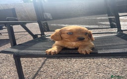 King Charles Spaniel dogs for sale: King Charles spaniel puppy’s  - Image 3