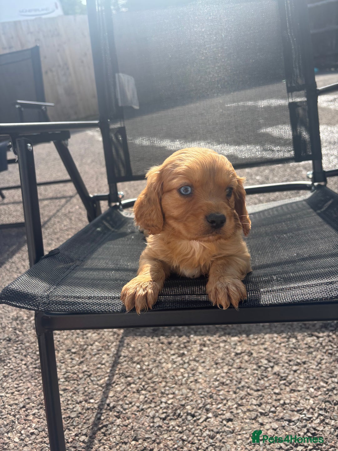 King Charles Spaniel dogs for sale: King Charles spaniel puppy’s  - Image 3
