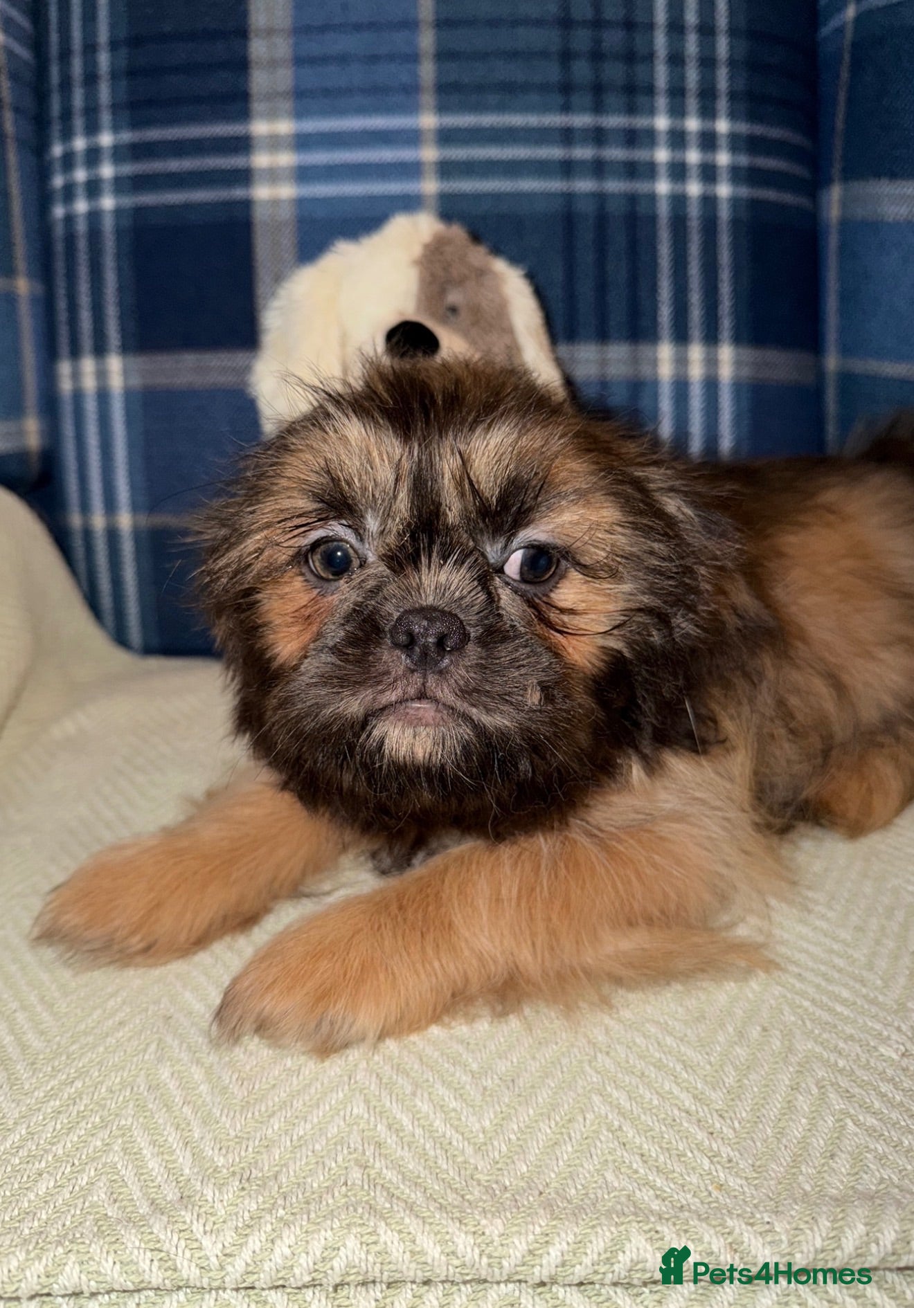 Shih Tzu dogs Last KC Blue Boy Available  - Advert 2