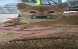 Japanese Shiba Inu dogs for sale: Stunning Shibas  in Llanybydder - Image 34