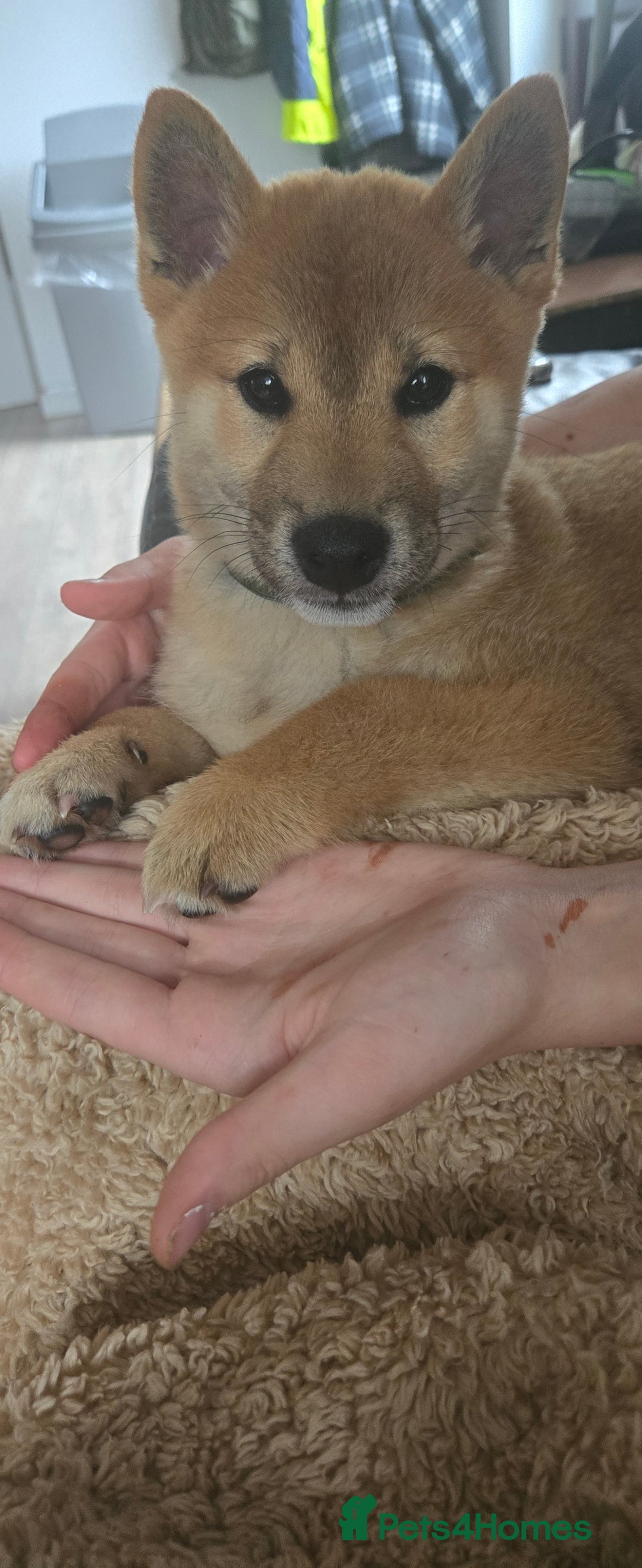 Japanese Shiba Inu dogs for sale: Stunning Shibas  in Llanybydder - Image 34