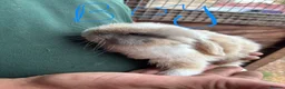 Mini Lop rabbits for sale: 4 beautiful bunnies for sale  - Advert 11