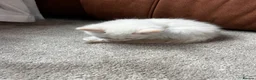 Maine Coon cats for sale: 4 LEFT! Stunning main coon x ragdoll kittens  - Advert 13