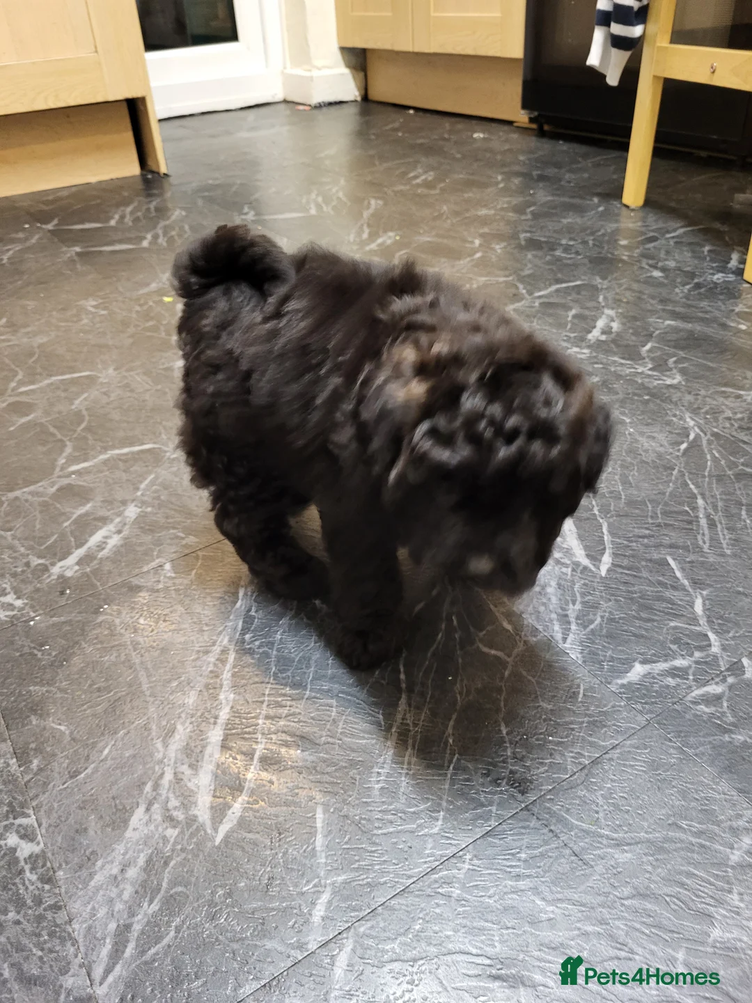 Pomapoo dogs for sale: Beautiful unique pomapoo puppies  - Advert 9