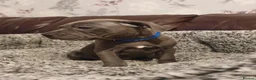 Staffordshire Bull Terrier dogs for sale: Champions blood line Blue Staffordshire Terrier - Advert 10