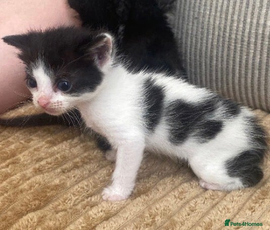 Mixed Breed cats for sale: 6 beautiful kittens - Advert 2