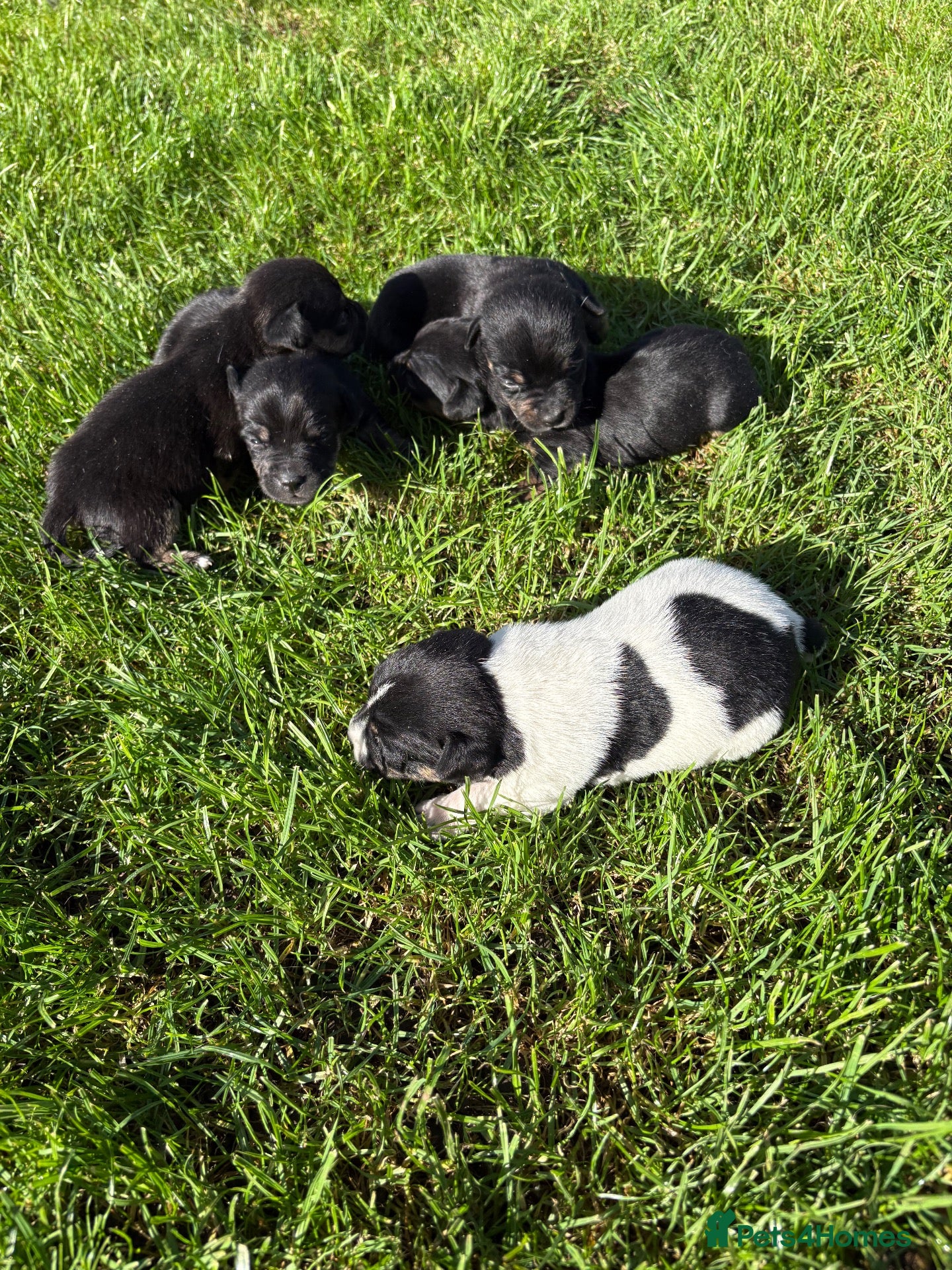 Jack Russell dogs 5 Beautiful Jack Russell Puppies FOR SALE - Advert 6