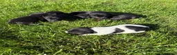 Jack Russell dogs for sale: 5 Beautiful Jack Russell Puppies FOR SALE in Slough - Advert 3