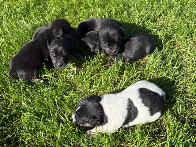 Jack Russell dogs for sale: 5 Beautiful Jack Russell Puppies FOR SALE - Advert 11