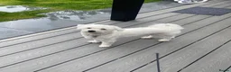 Bichon Frise dogs for sale: Bichon Maltese  - Advert 3