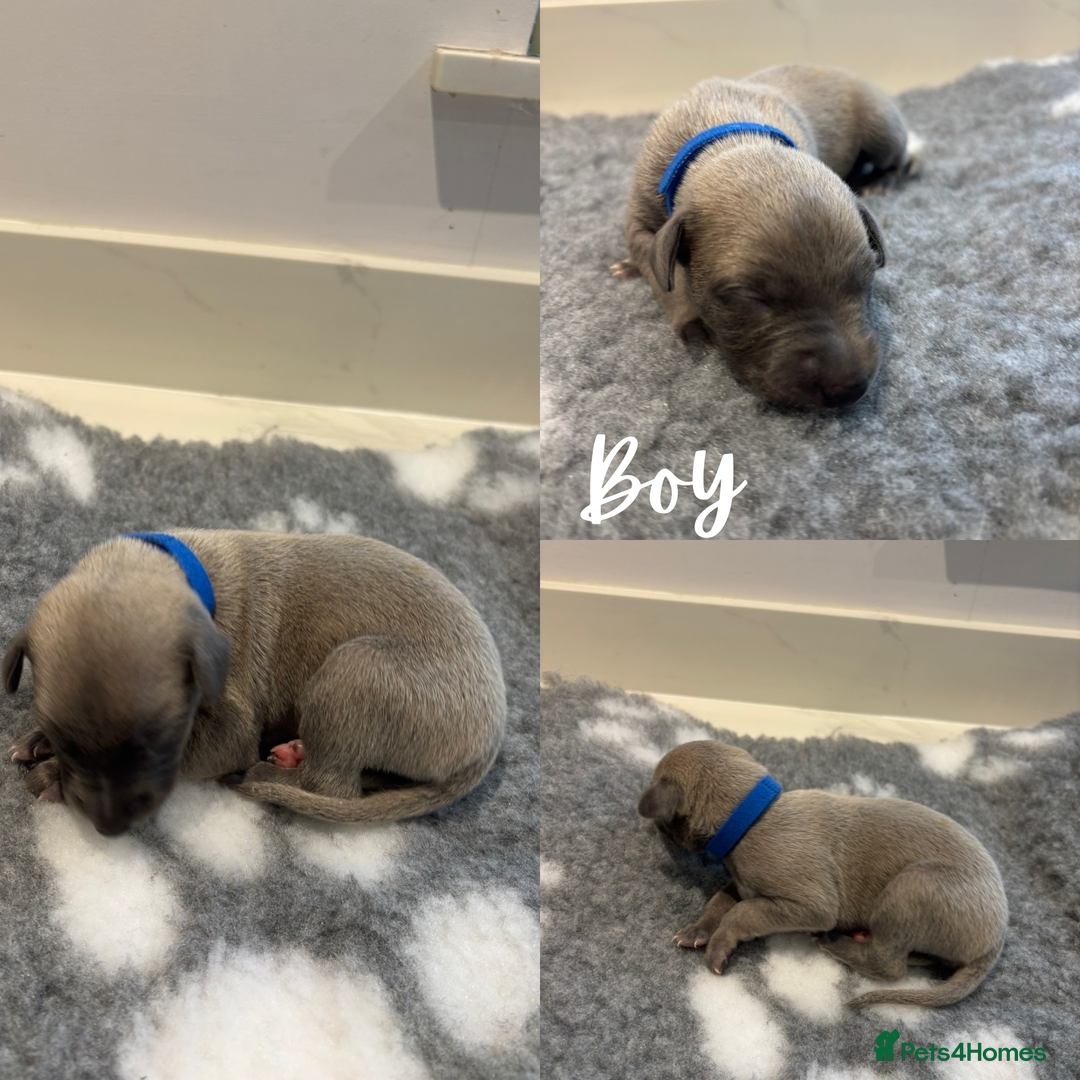 Whippet dogs for sale: KC Registered Whippet Puppies  - Image 4