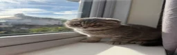 Scottish Fold cats for sale: Bristhis Short Hair for Sale  - Advert 10