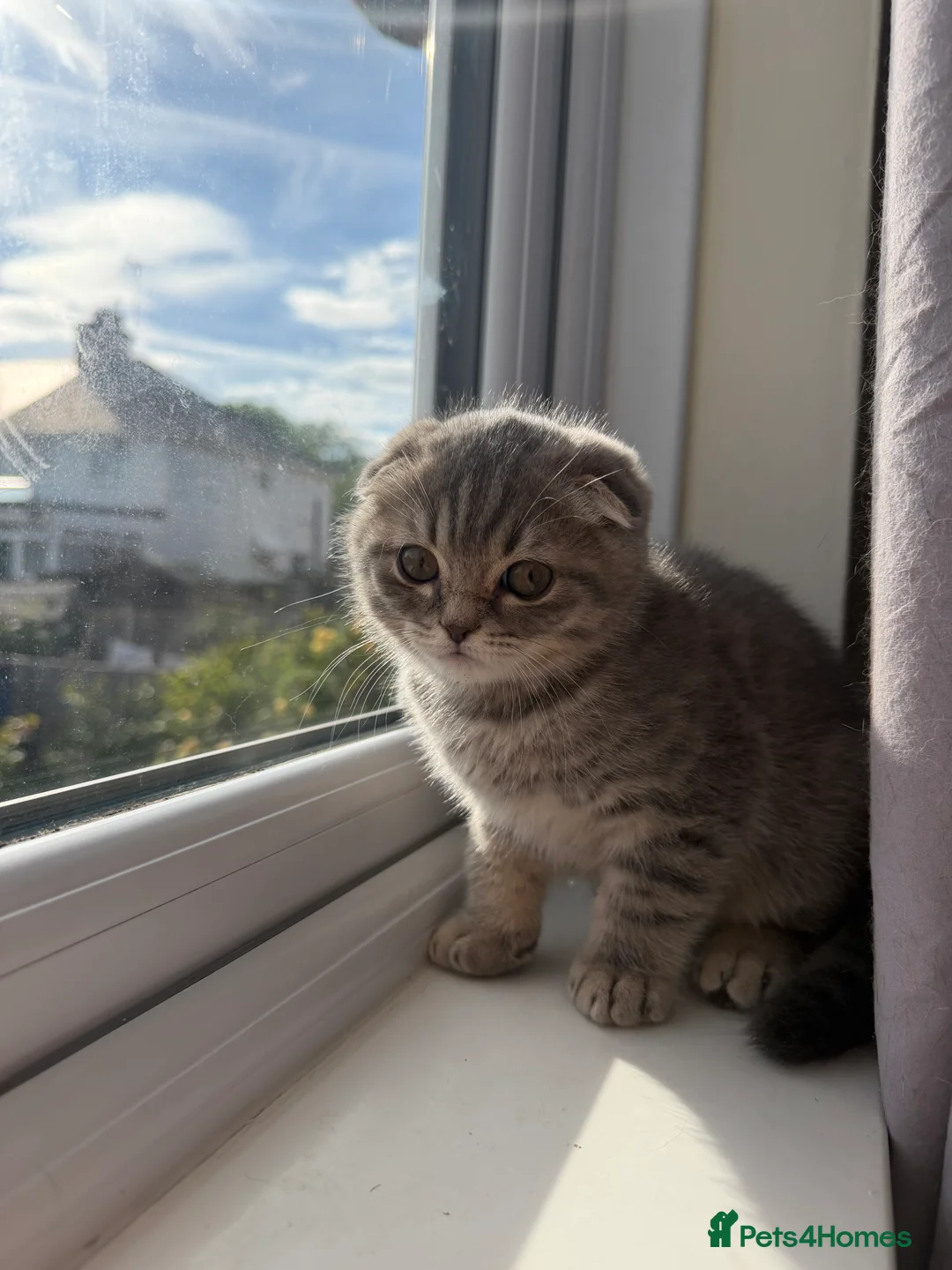 Scottish Fold cats for sale: Bristhis Short Hair for Sale  - Advert 10