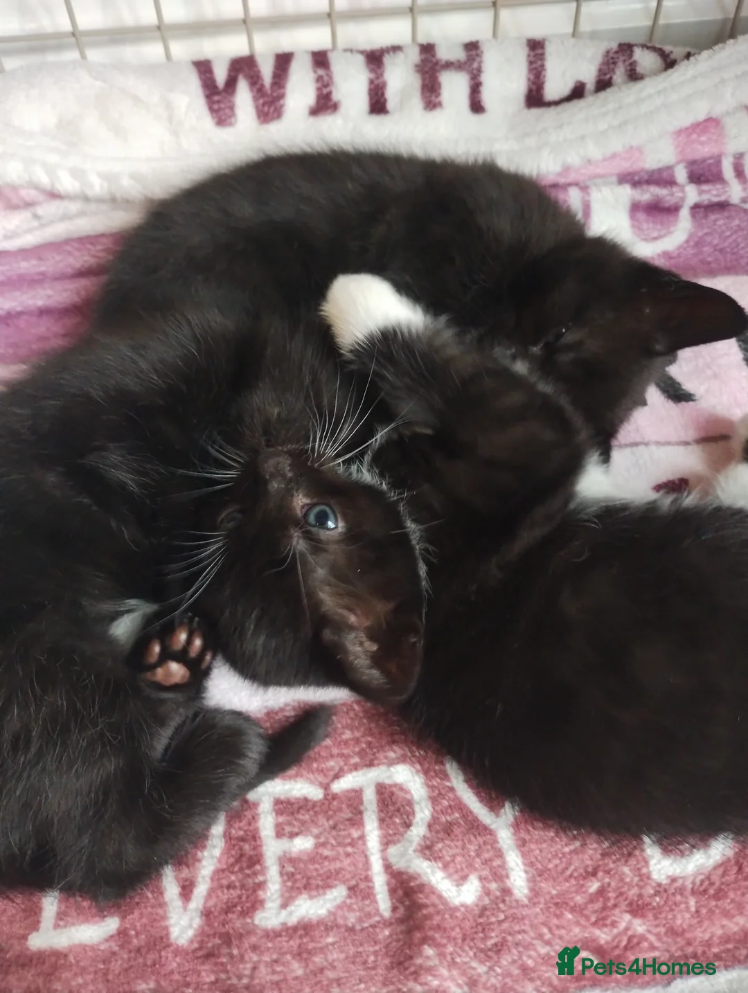 Mixed Breed cats for sale: Beautiful kittens - Advert 1